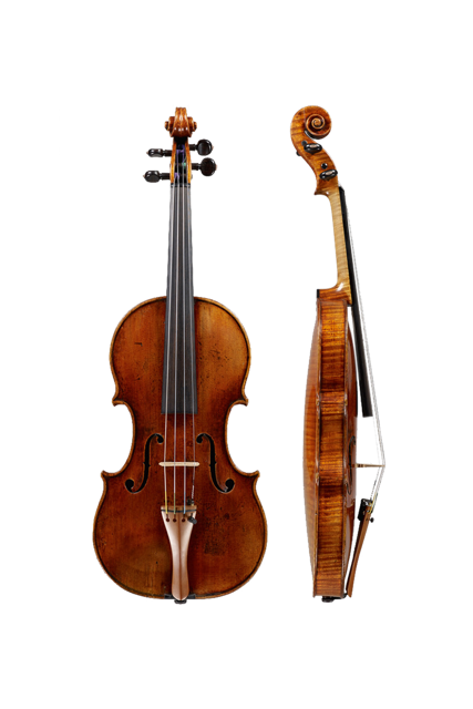 Stradivario tectus